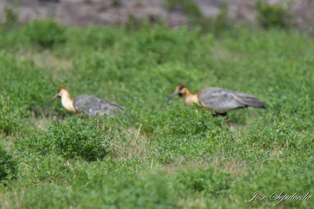 Bandurria Austral - ML647348445