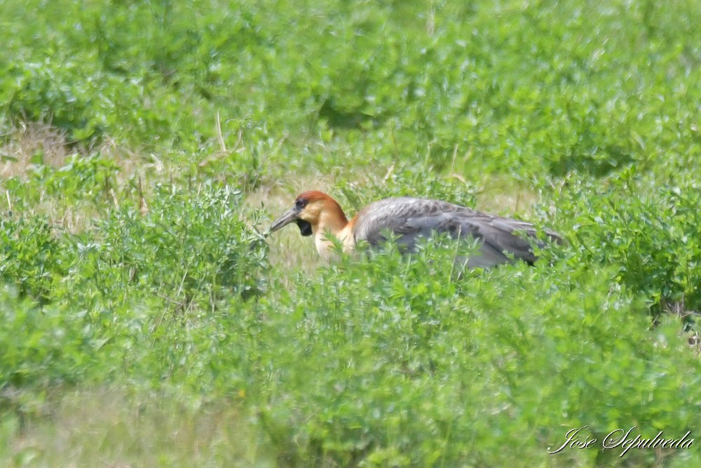 Bandurria Austral - ML647348446