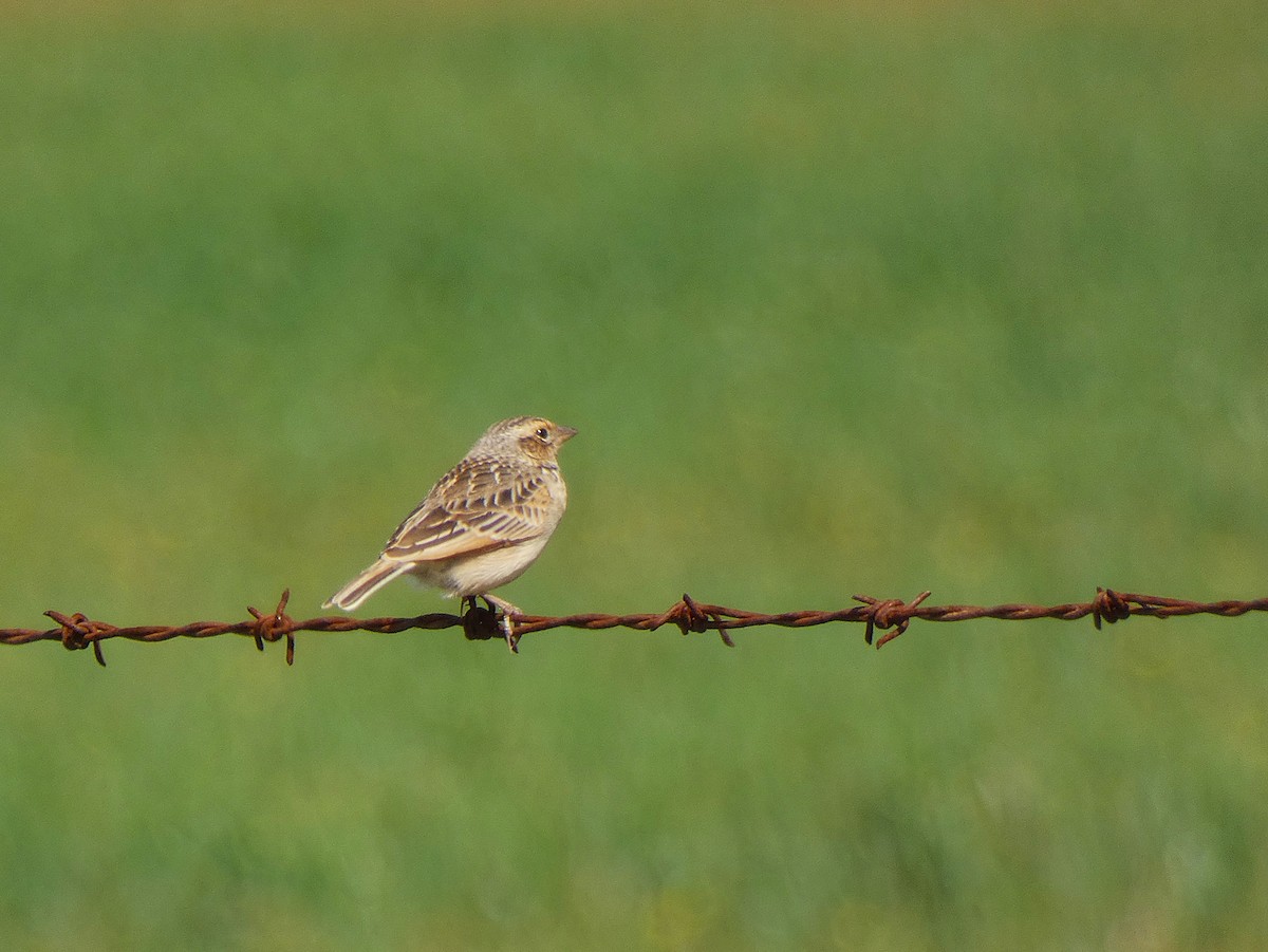 Singing Bushlark - ML647348448