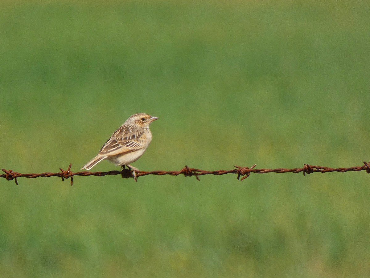 Singing Bushlark - ML647348449