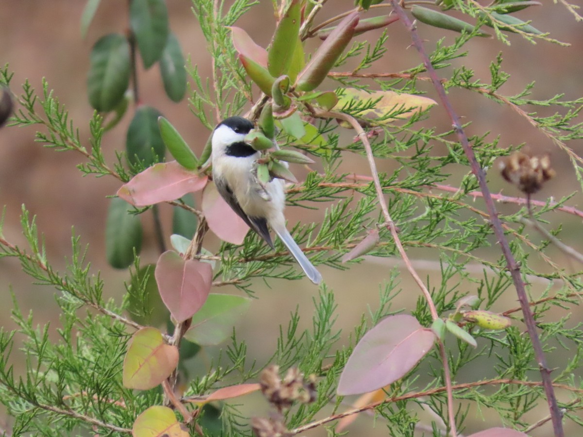 Carolina Chickadee - ML647348451