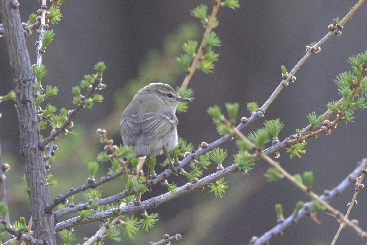 budníček zelený (ssp. viridanus) - ML647348452