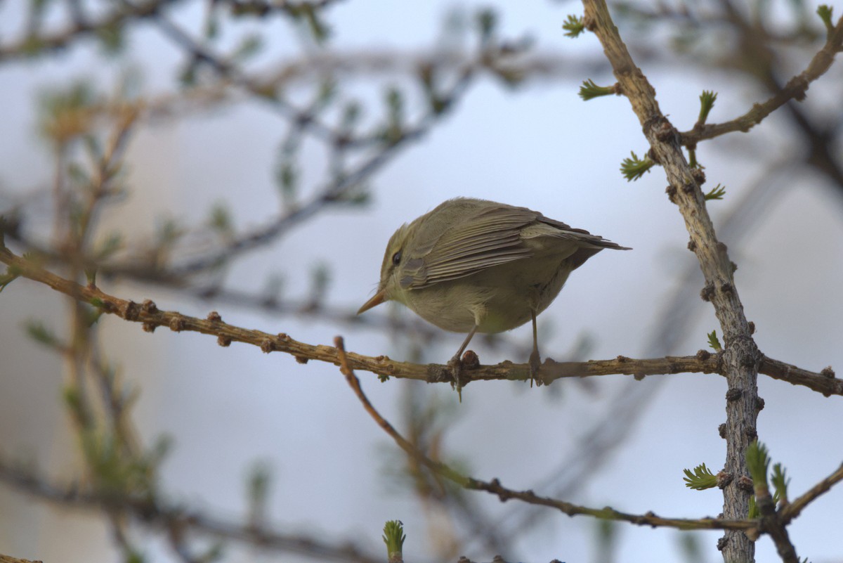 budníček zelený (ssp. viridanus) - ML647348453
