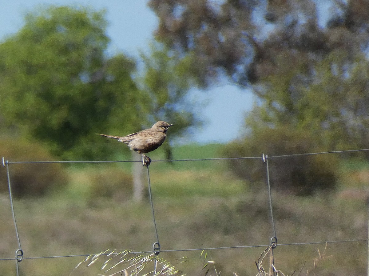 Brown Songlark - ML647348461