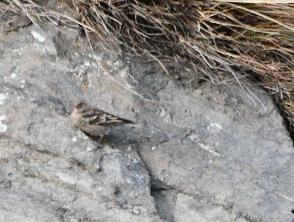 Plain Mountain Finch - ML647348462
