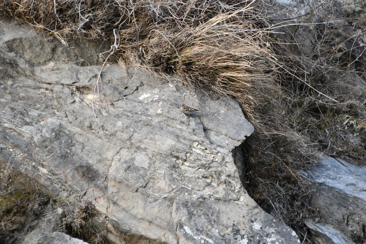 Plain Mountain Finch - ML647348463
