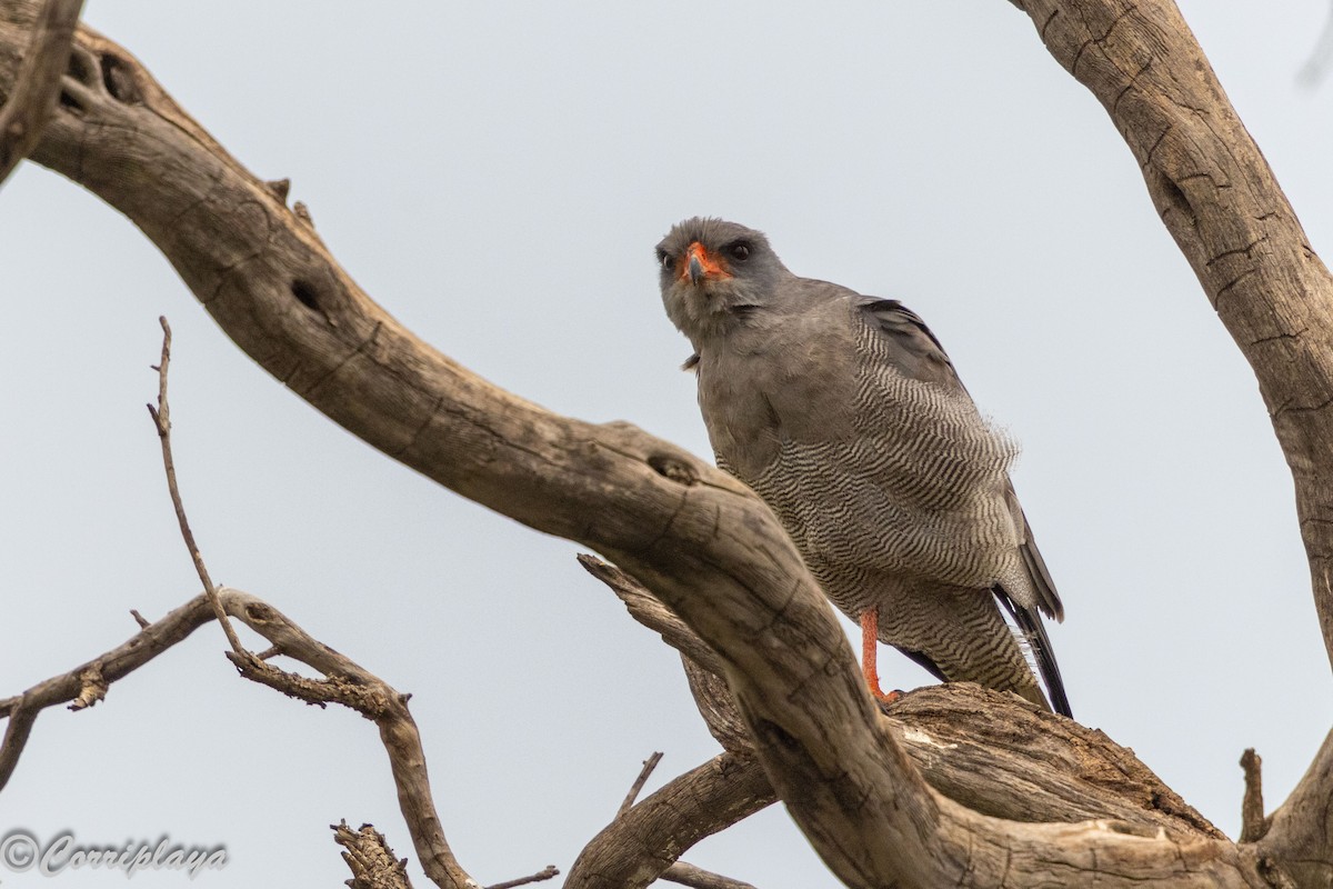 Тёмный певчий ястреб - ML647348478