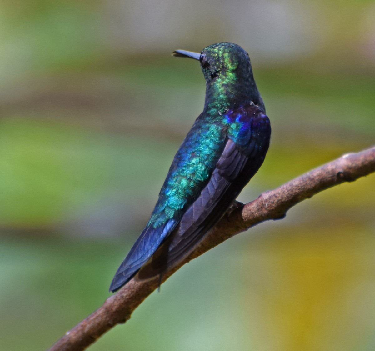 Crowned Woodnymph (Green-crowned) - ML647348484