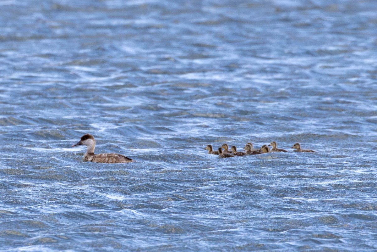 Red-crested Pochard - ML647348487