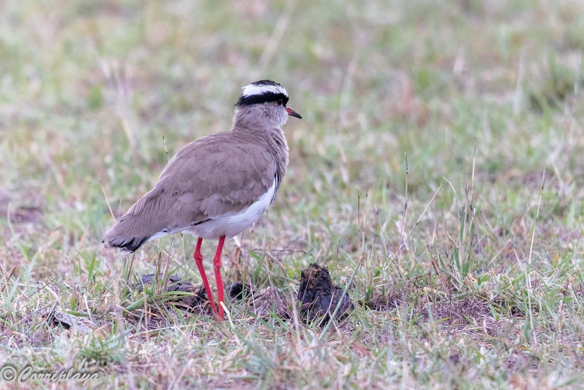 Crowned Lapwing - ML647348490