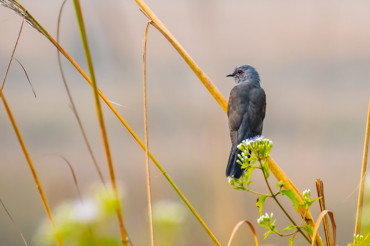 Plaintive Cuckoo - ML647348497