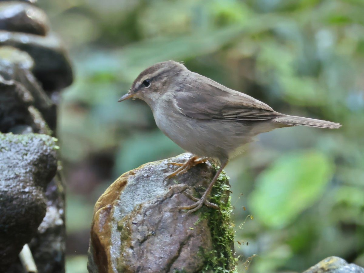 Dusky Warbler - ML647348498