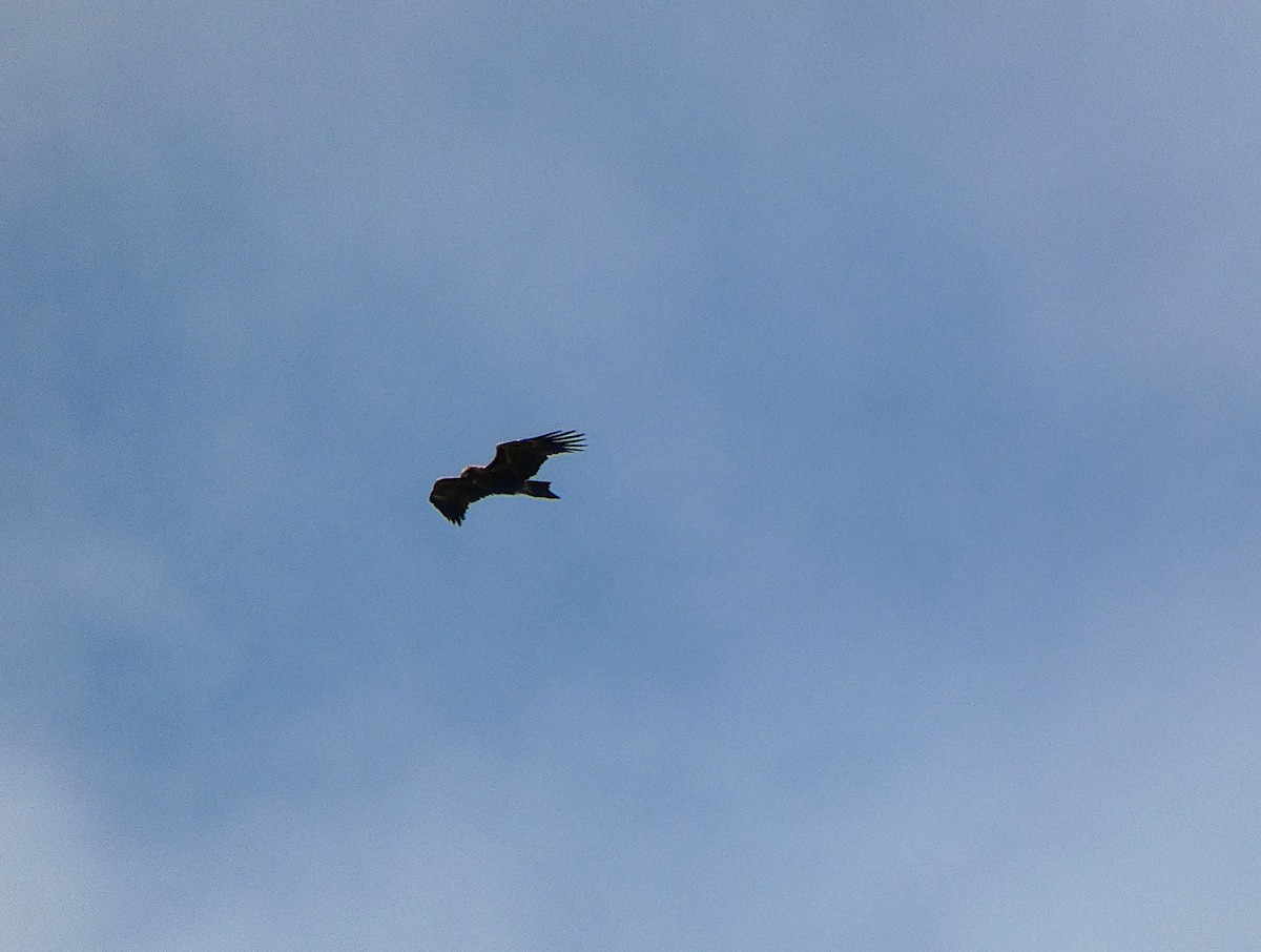 Wedge-tailed Eagle - ML647348500