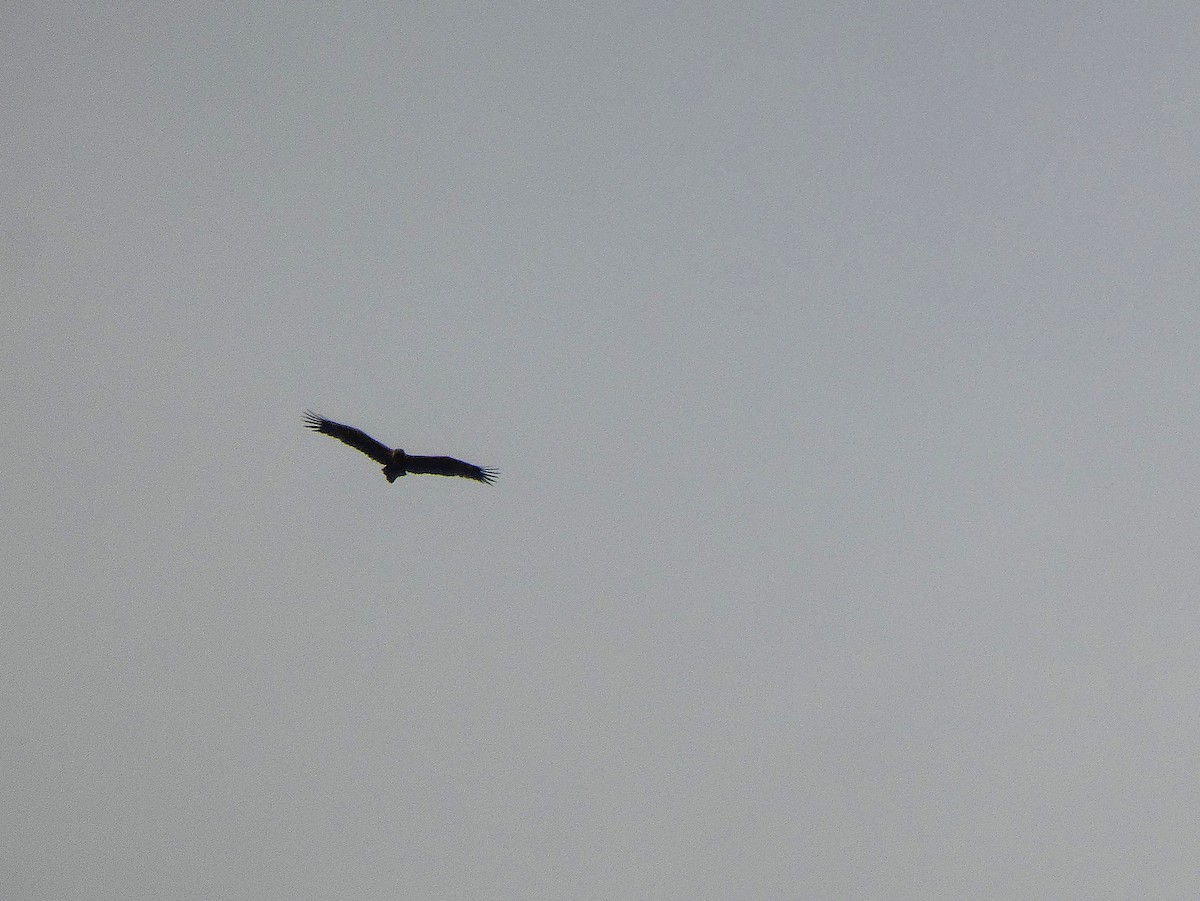 Wedge-tailed Eagle - ML647348501