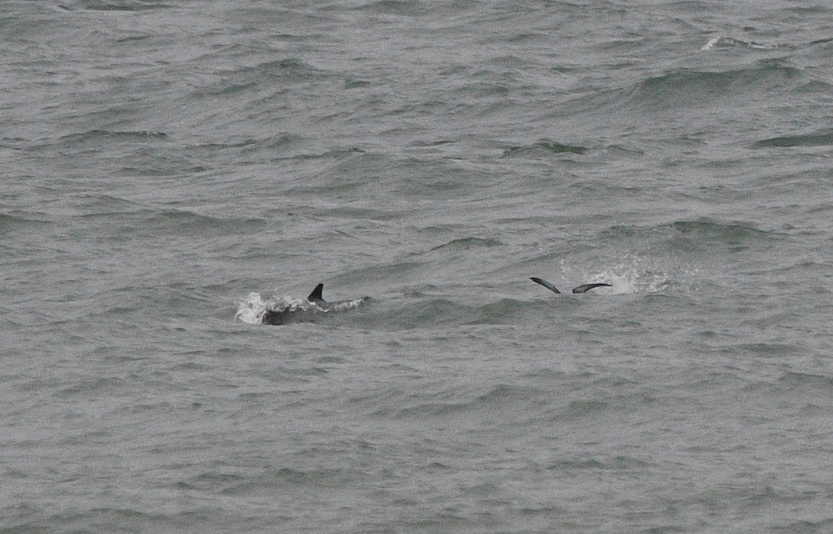 Balearic Shearwater - ML647348502