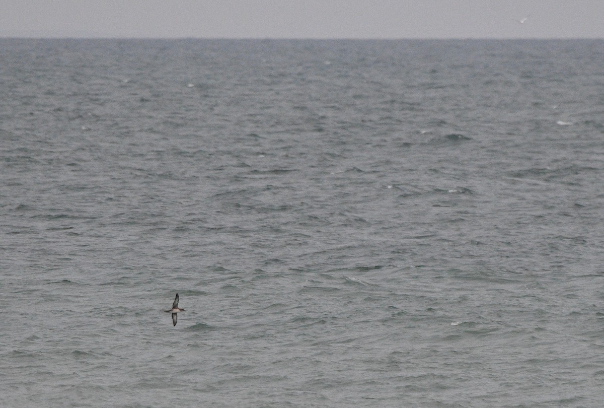 Balearic Shearwater - ML647348503