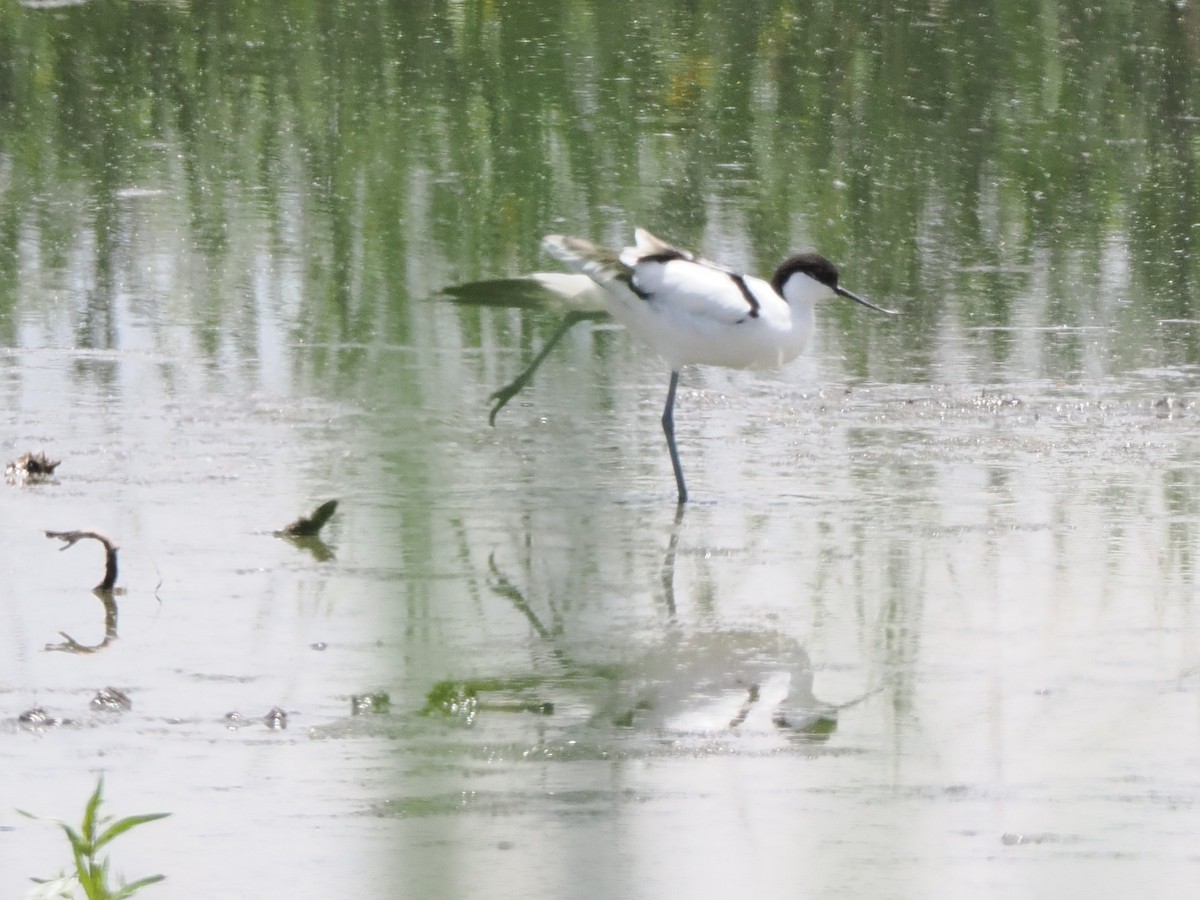 tenkozobec opačný - ML647348520