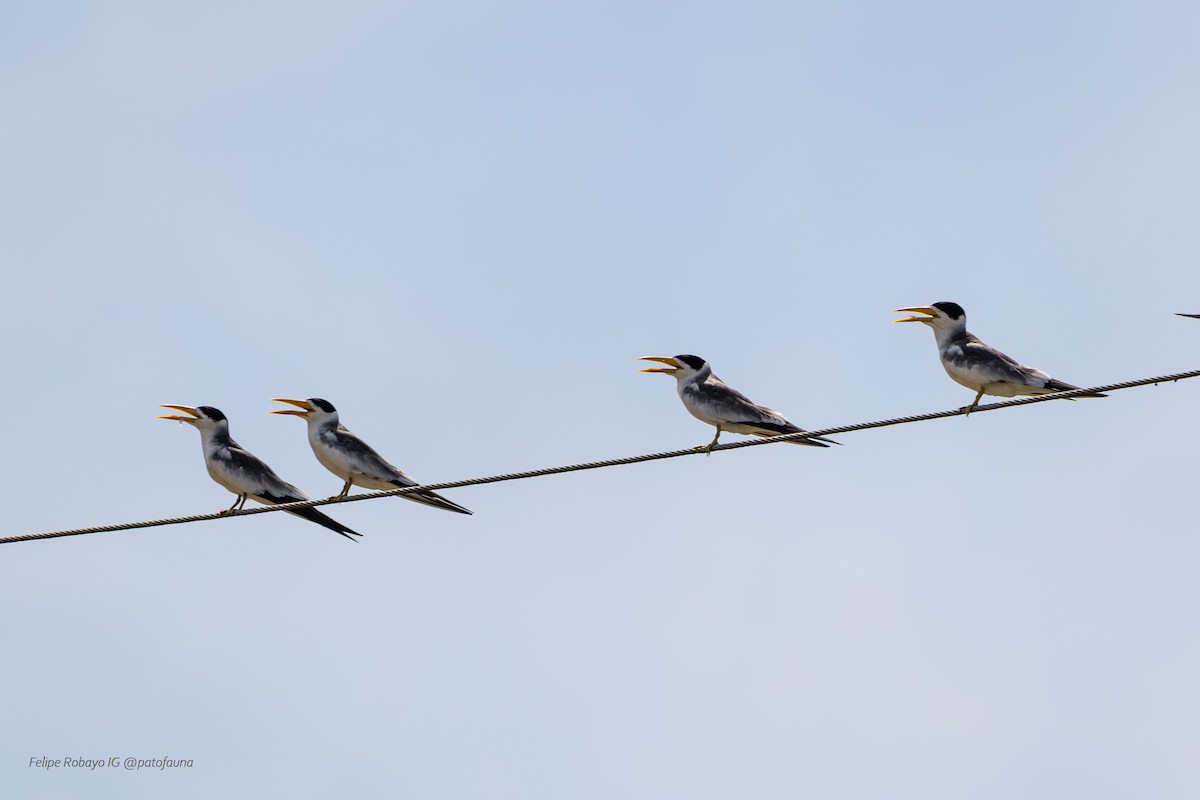 Large-billed Tern - ML647348525