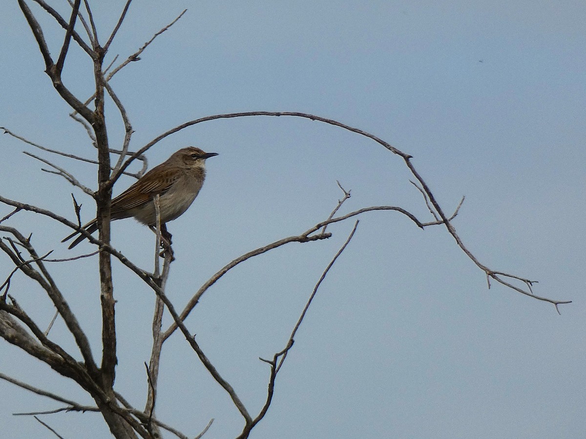 Rufous Songlark - ML647348532