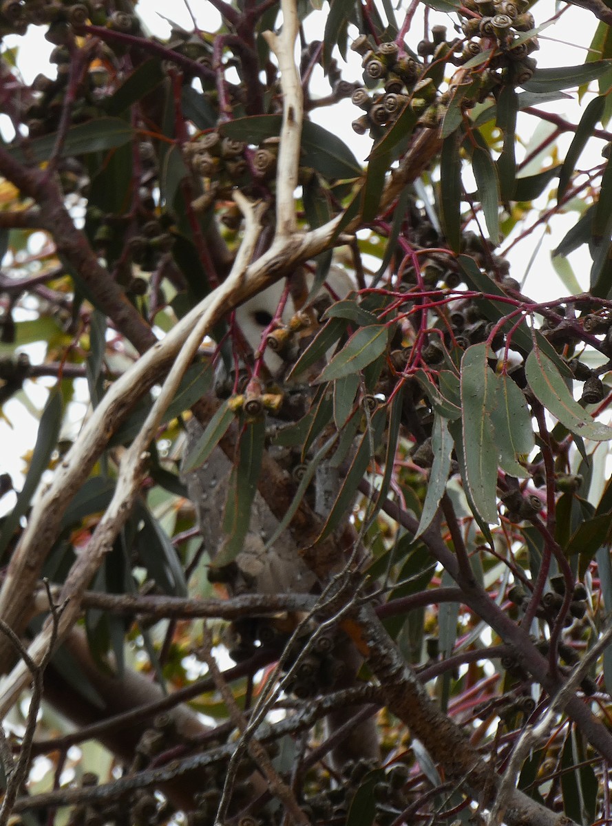 Eastern Barn Owl - ML647348540