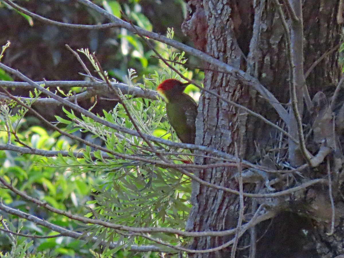 Lesser Yellownape - ML647348552