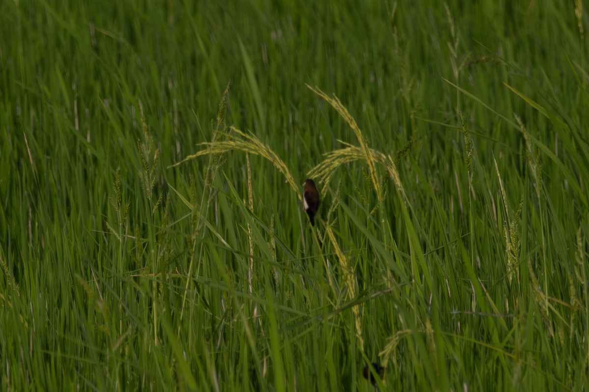 Javan Munia - ML647348580