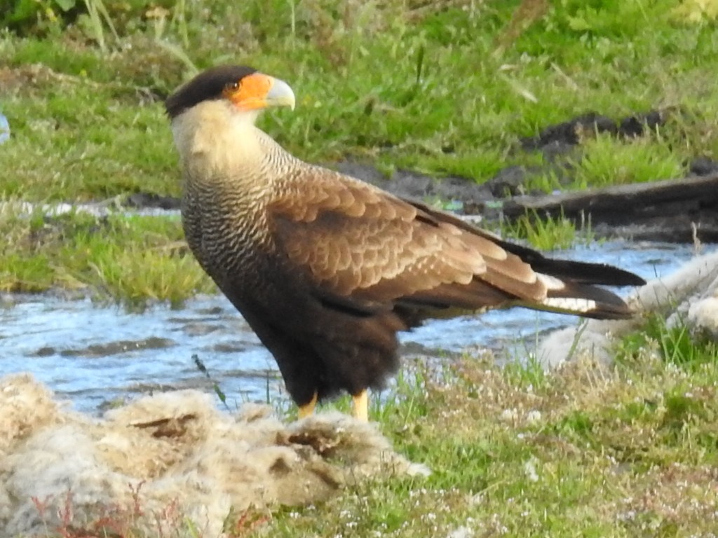 Crested Caracara (Southern) - ML647348582