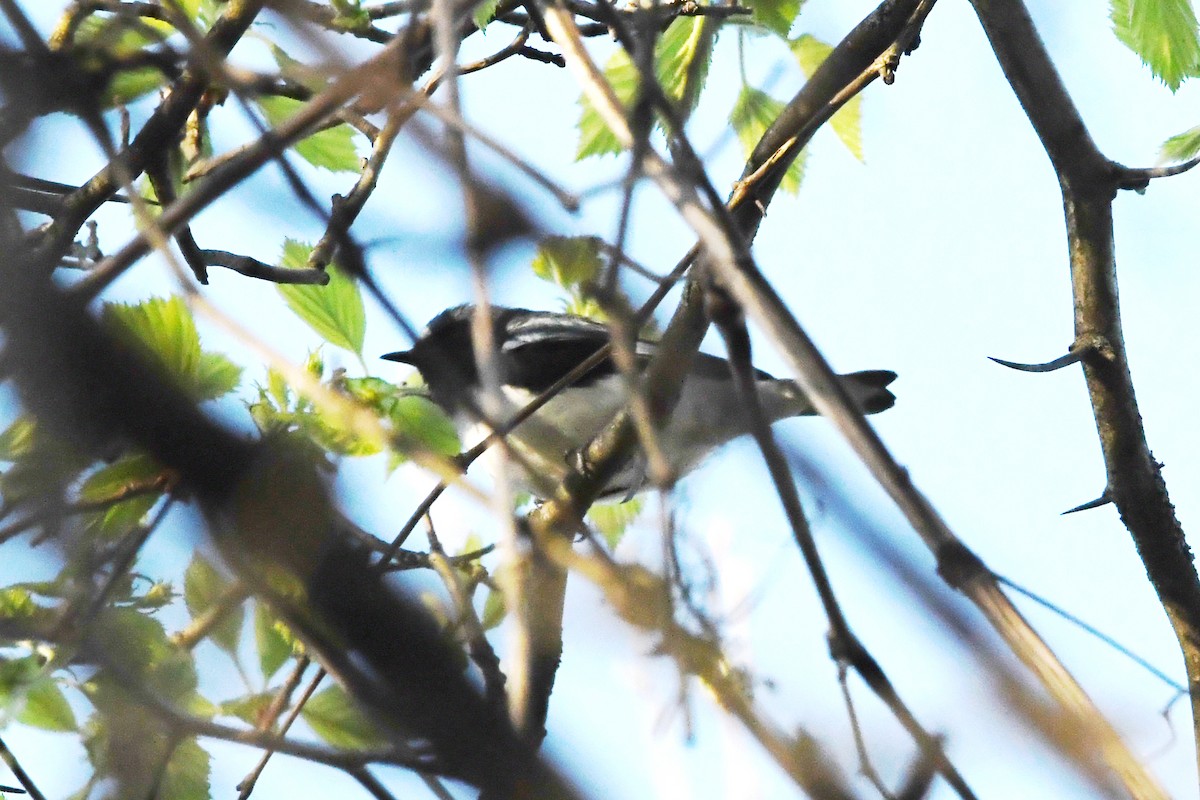 Black-throated Blue Warbler - ML647348583