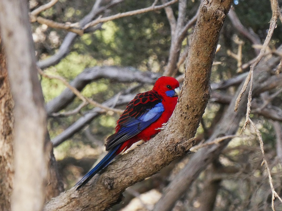 Crimson Rosella - ML647348589