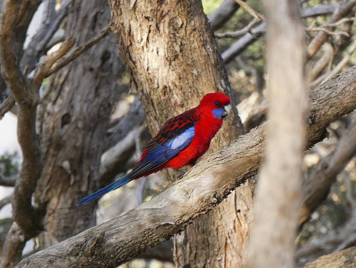 Crimson Rosella - ML647348590