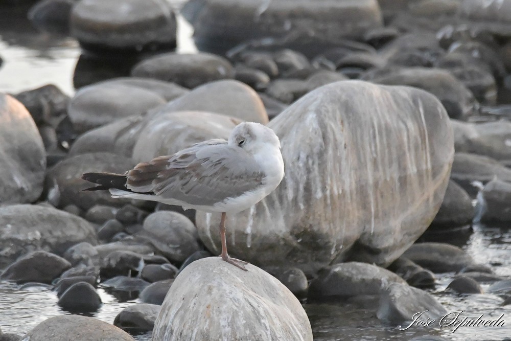 Gray-hooded Gull - ML647348595