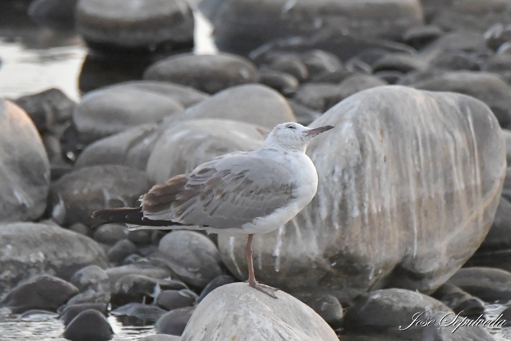 Gray-hooded Gull - ML647348596