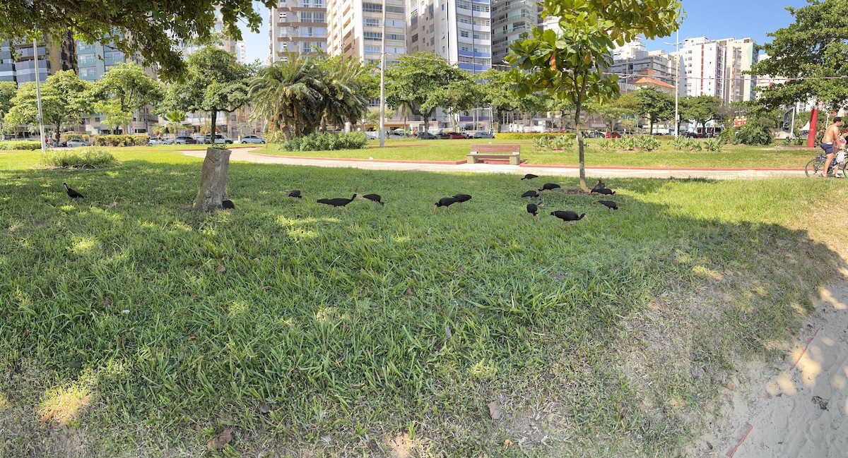 Bare-faced Ibis - ML647348602