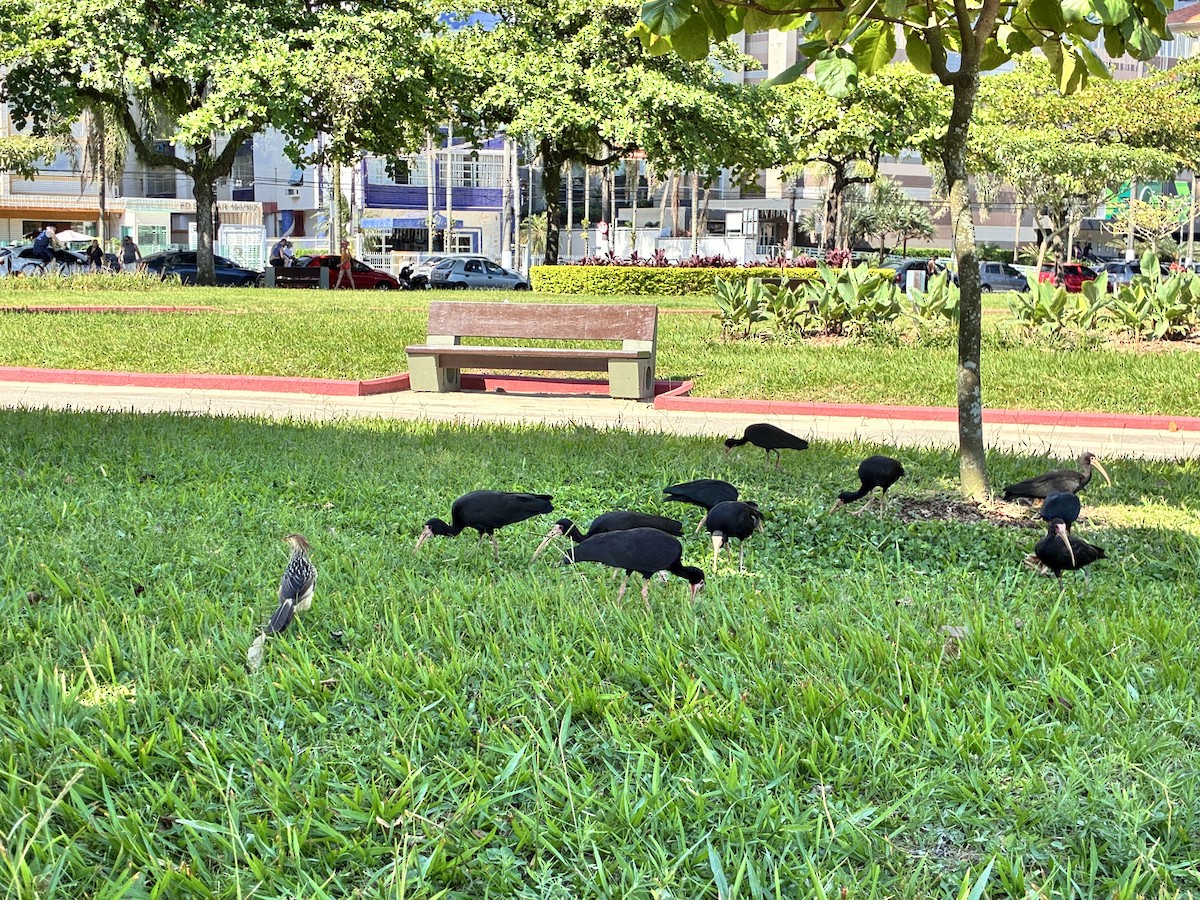 Bare-faced Ibis - ML647348603