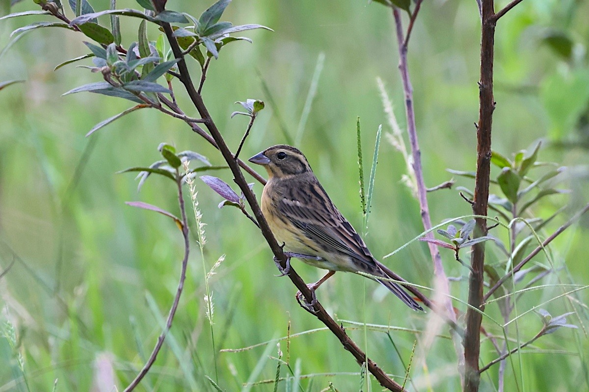 Вівсянка лучна - ML647348605