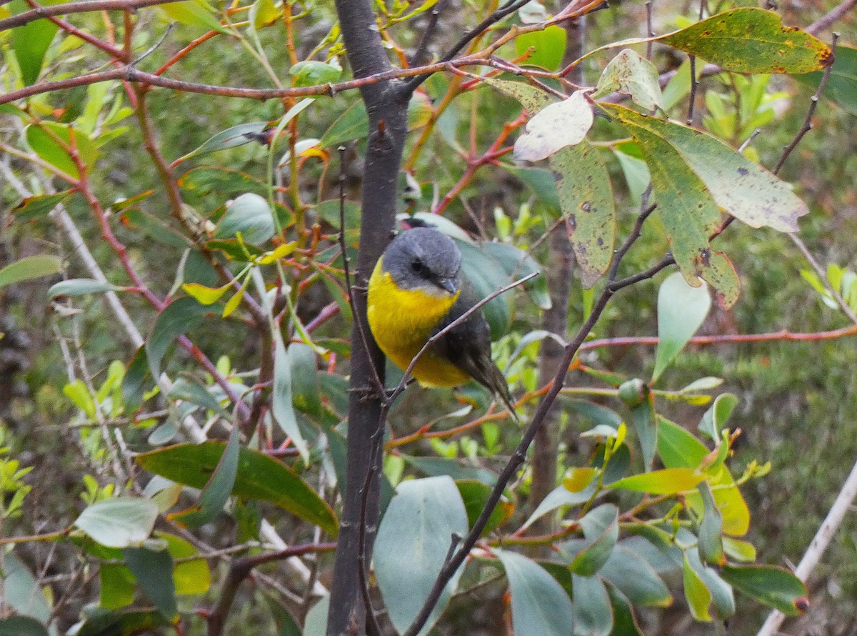 Eastern Yellow Robin - ML647348622