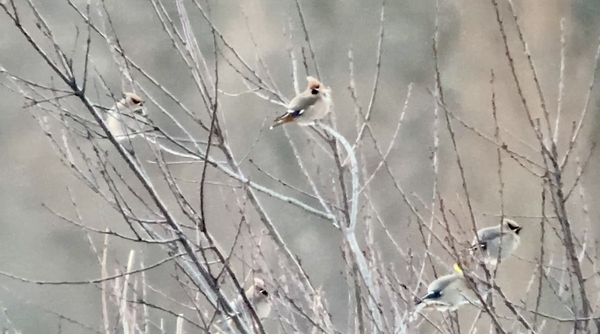 Ampelis Europeo - ML647348637