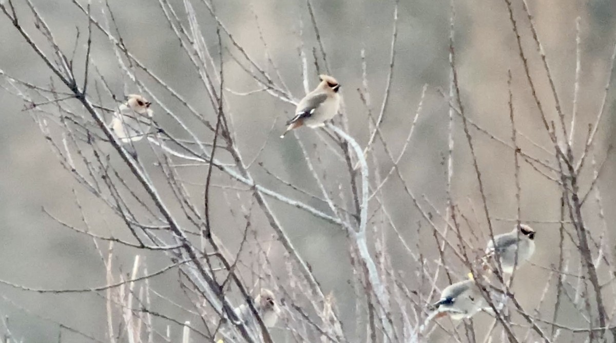 Ampelis Europeo - ML647348638