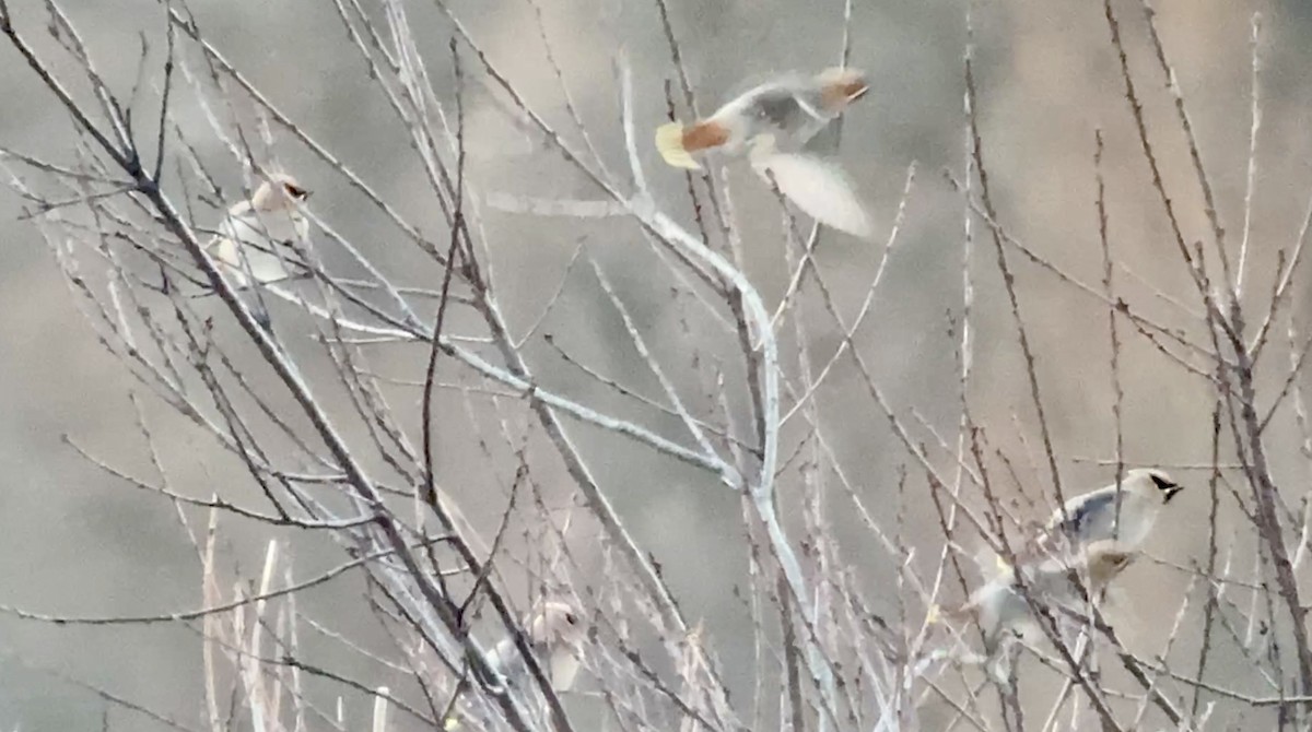 Ampelis Europeo - ML647348639