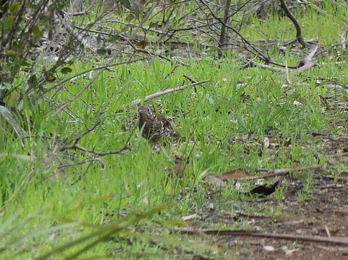 Bassian Thrush - ML647348640