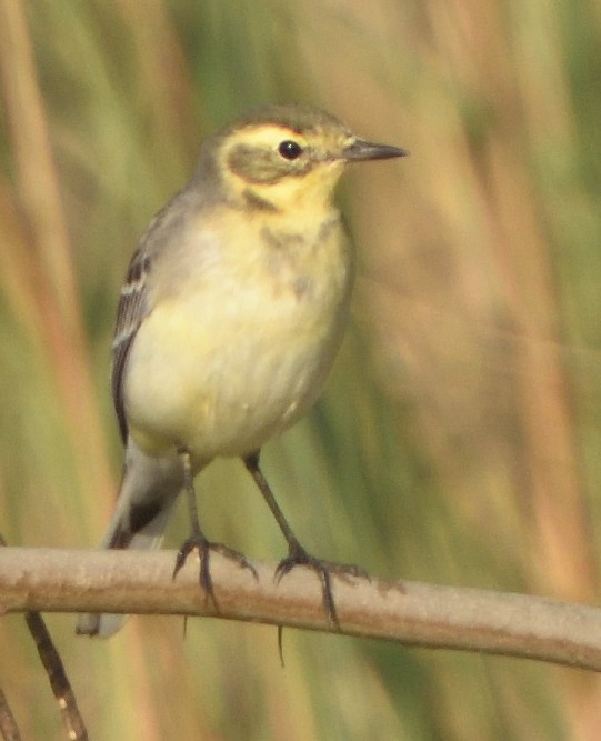 Citrine Wagtail - ML647348660