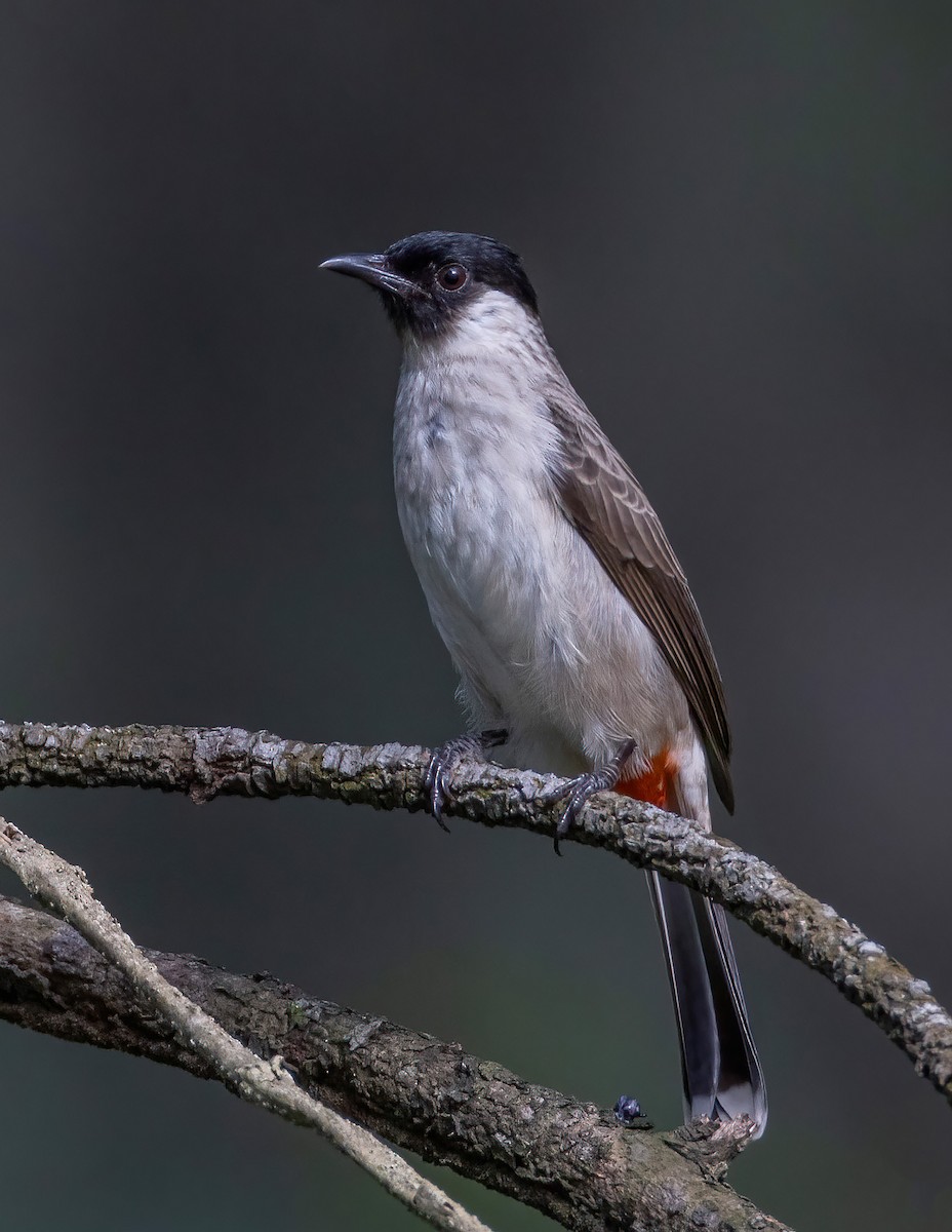 Sooty-headed Bulbul - ML647348676