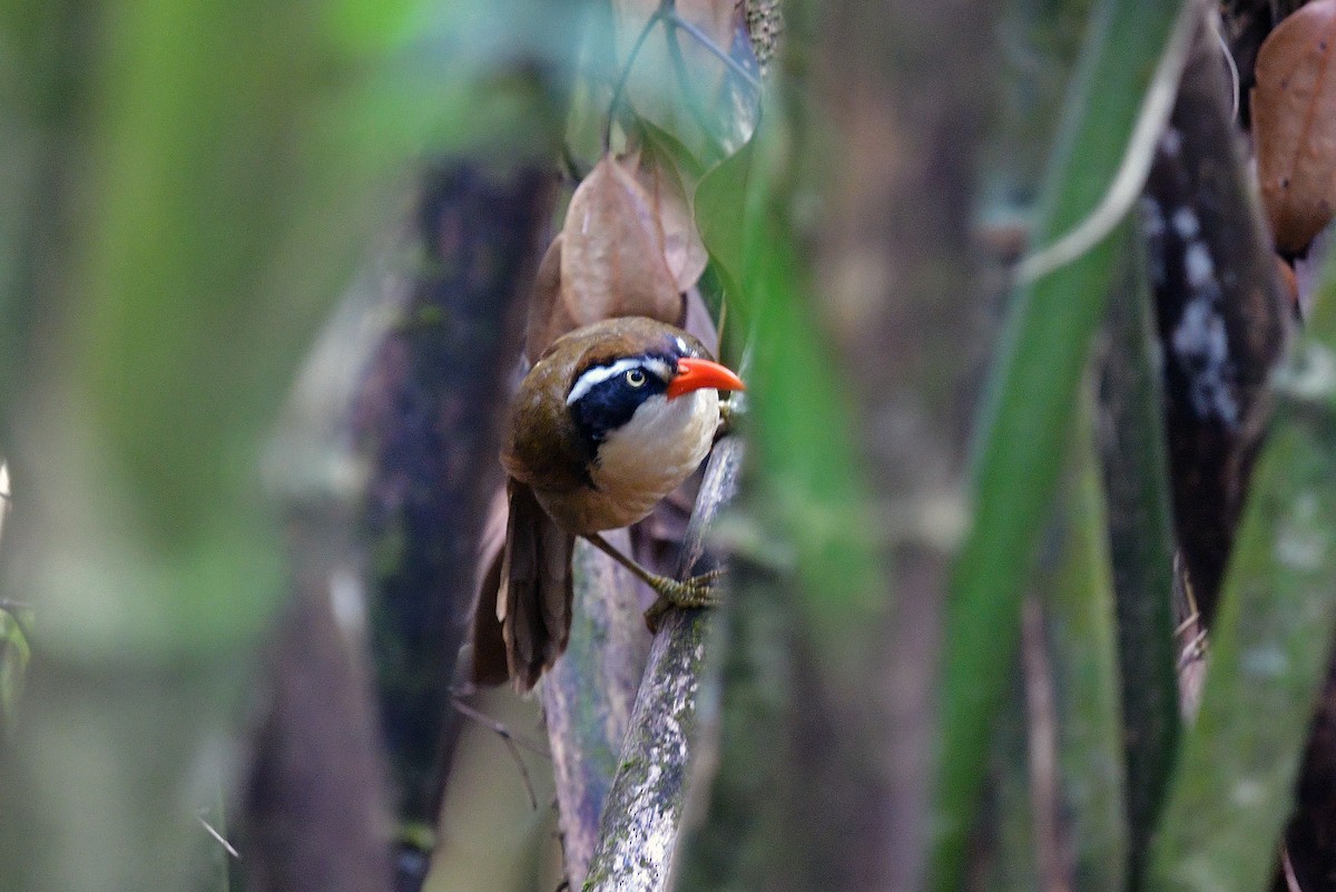 Brown-crowned Scimitar-Babbler - ML647348677