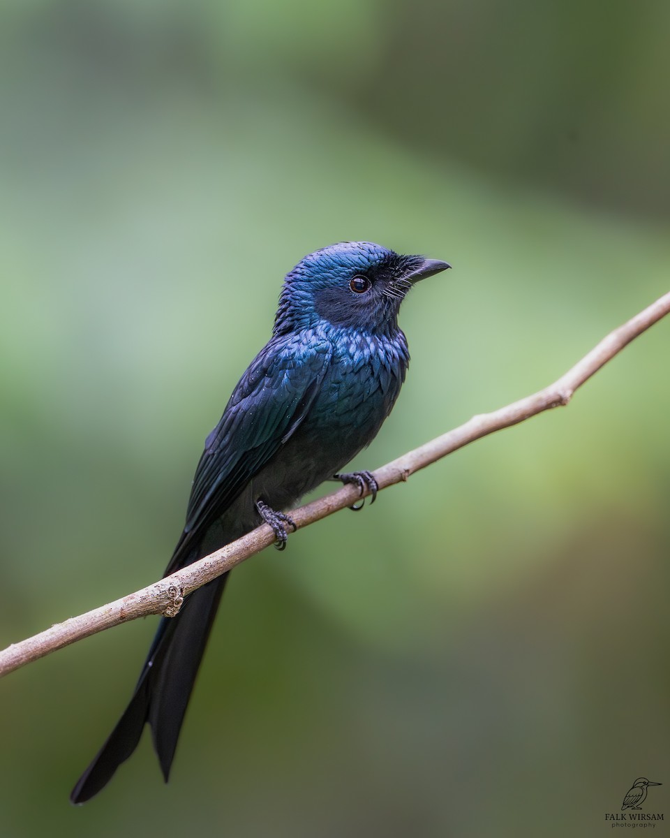 Bronzed Drongo - ML647348711