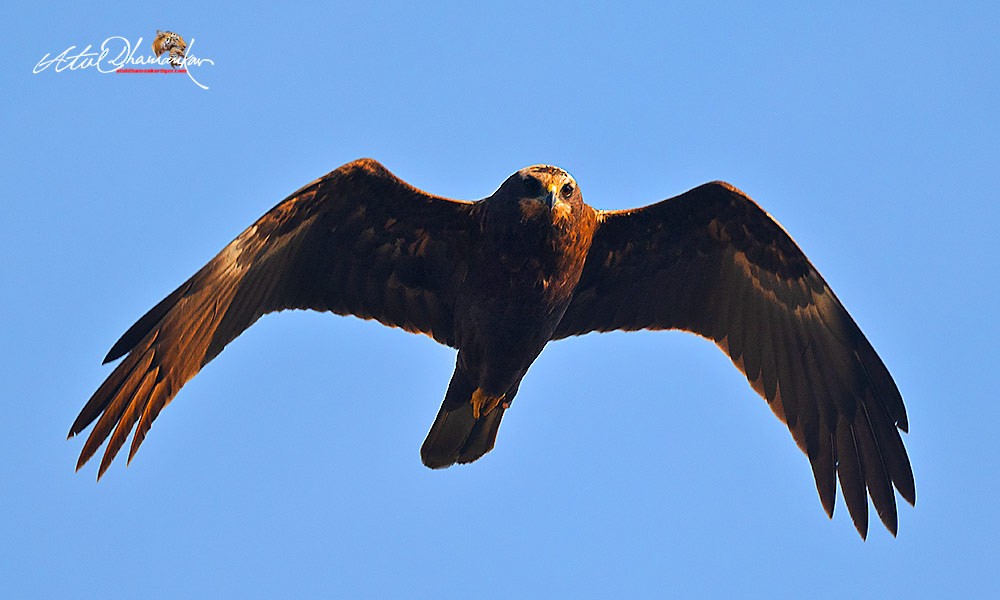 זרון סוף - ML647348713