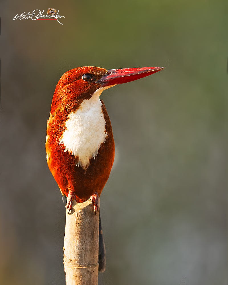 שלדג לבן-חזה - ML647348721