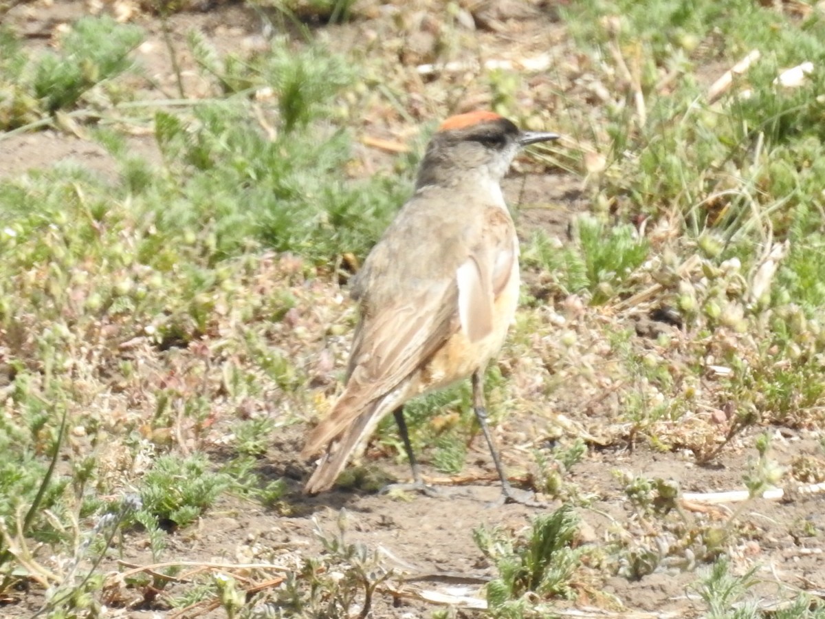 チャバライワタイランチョウ - ML647348729