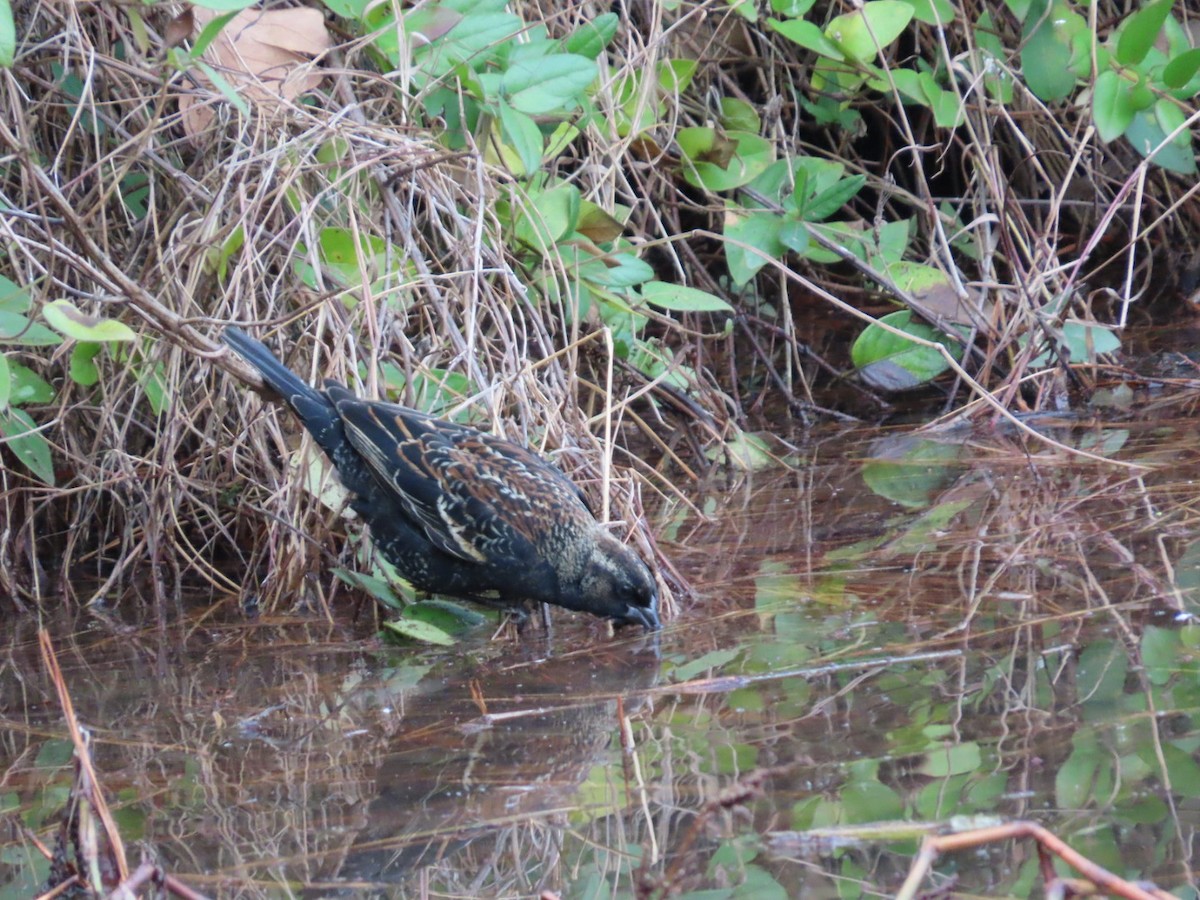 Red-winged Blackbird - ML647348730