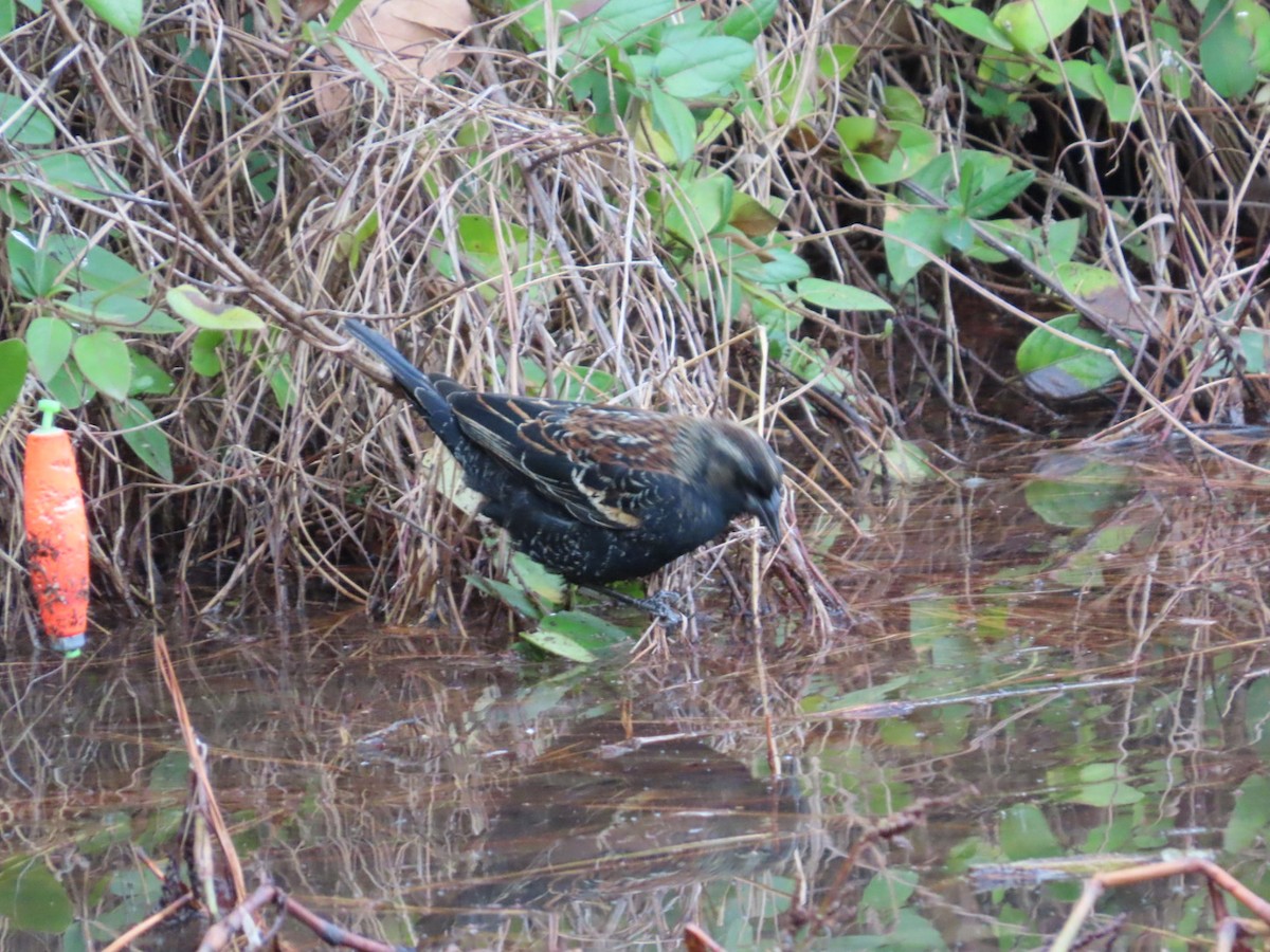 Red-winged Blackbird - ML647348731