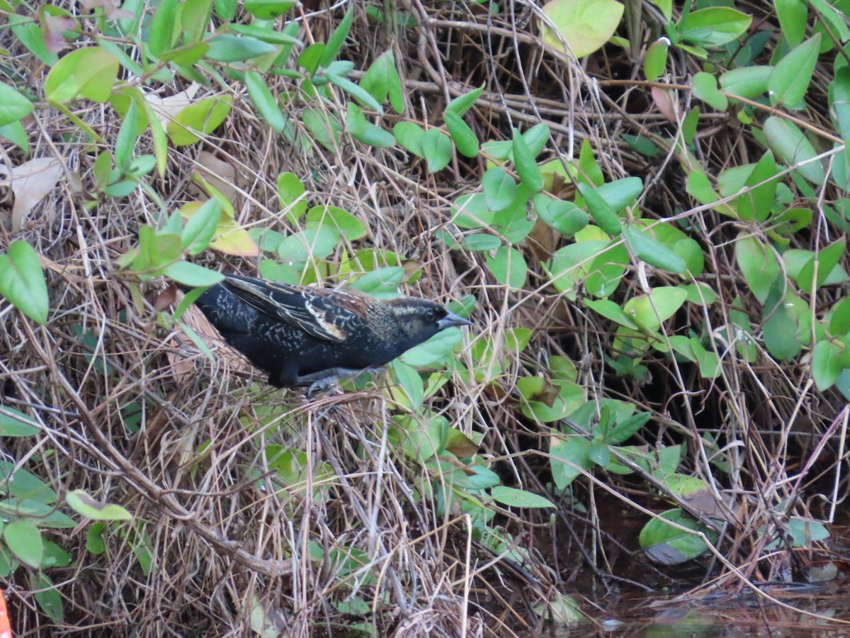 Red-winged Blackbird - ML647348732